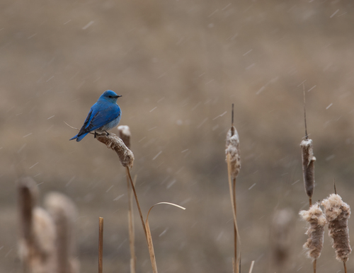 Bluebird on Cattail