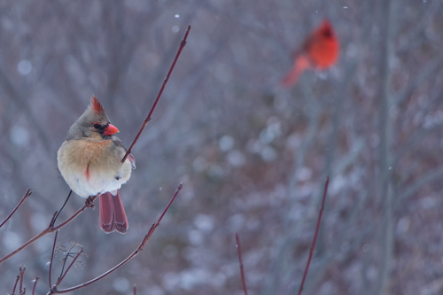 Cardinal on Dogwood
