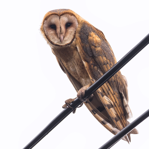 Barn Owl #1