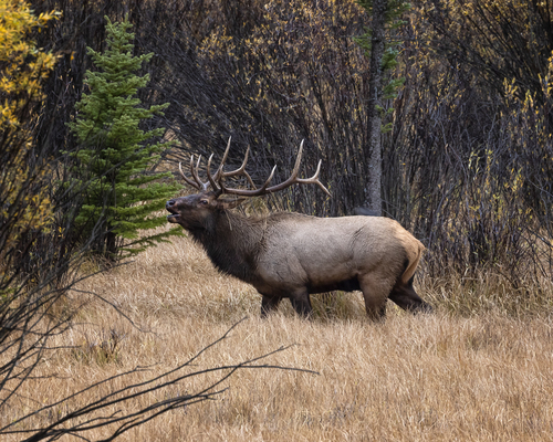 bull elk