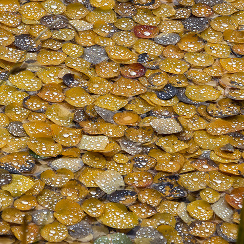 floating aspen leaves