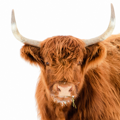 Highland Cow