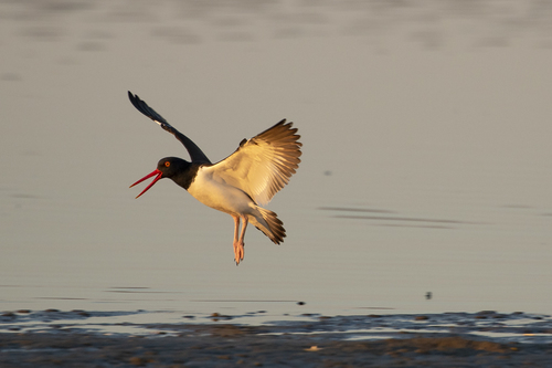 oystercatcher