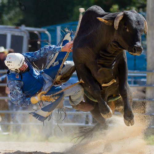 Bull Rider