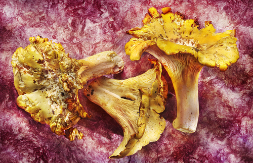 Golden Chanterelles