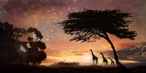 Purple Safari Sunset
