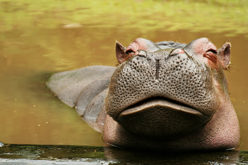 Hippopotamus