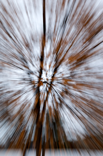 Trees