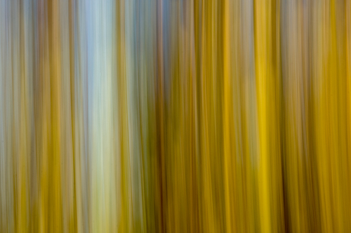 Through the Trees