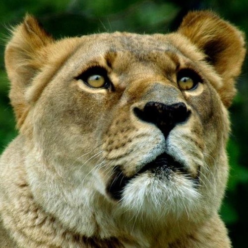 Focused Feline 