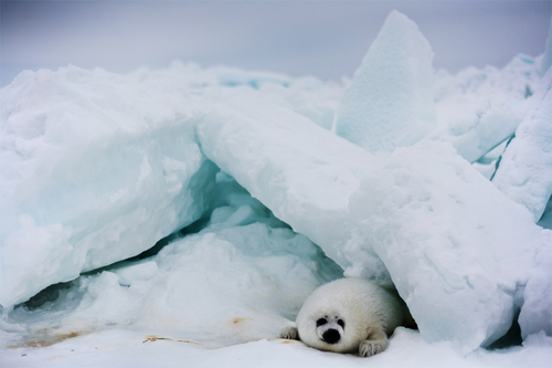 Whitecoat seal