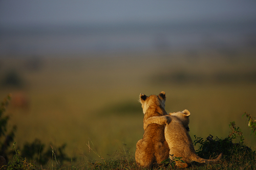 Buddies
