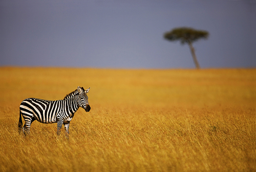 lonely zebra
