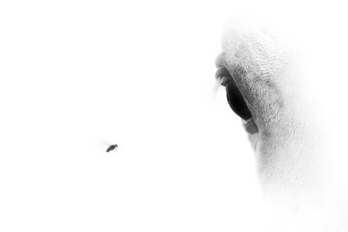 Fly vs Horse Eye