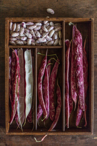 Confined - Borlotti Beans