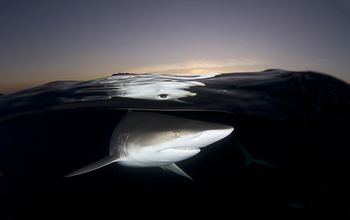 Black Tip at Dusk