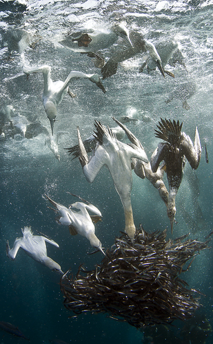 Gannet Attack
