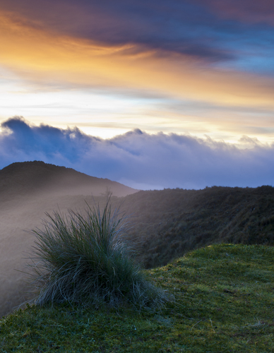 Cloud Forest