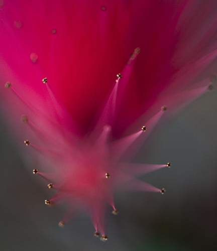 Feather Duster
