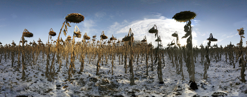 Dead Sunflowers