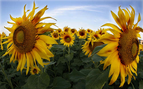 Sun Field
