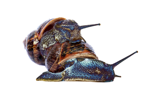Snails