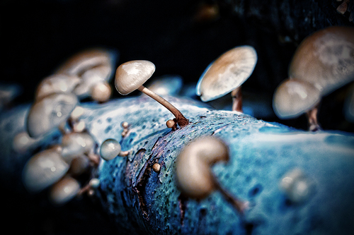 Magical Mushrooms