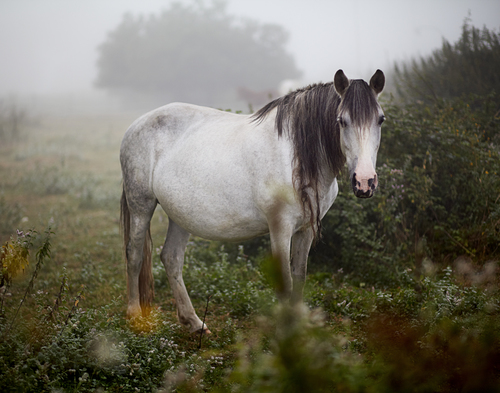 Misty Horse