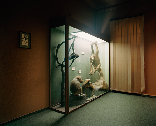 untitled (pan troglodytes)
