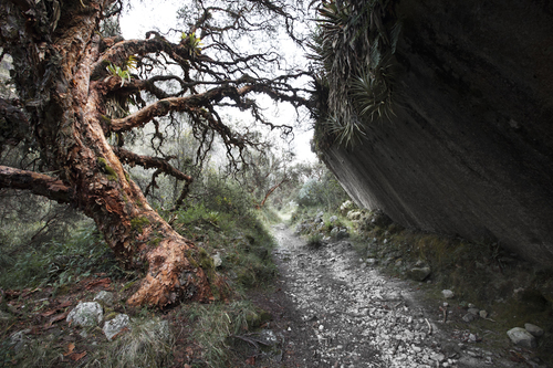 Anxious native tree