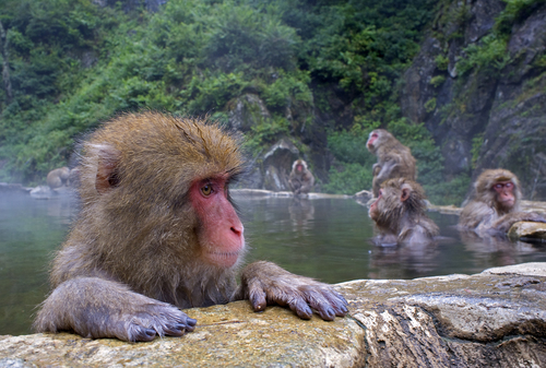 Macaca Fuscata 