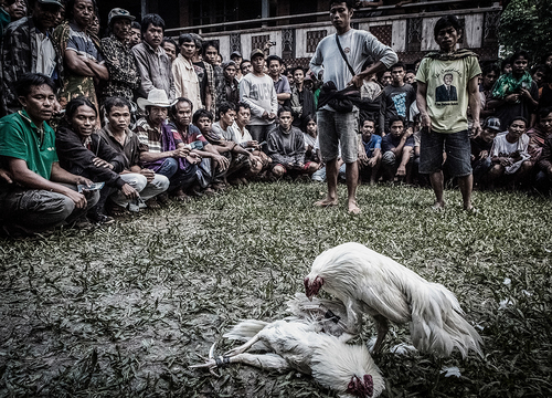 Cock Fight