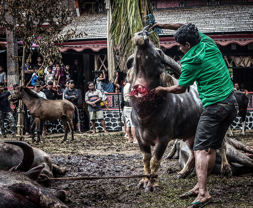 funeral in Toraja