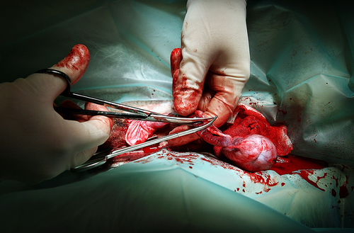 Dogs Castration