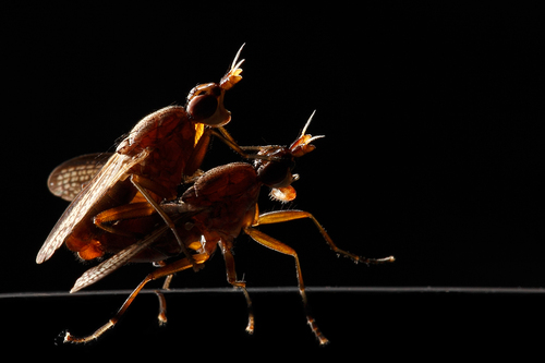 Sexy flies