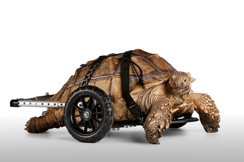 Wheelchair Turtle