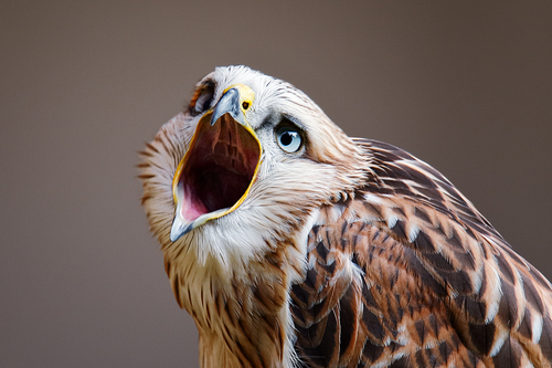 Long-legged buzzard