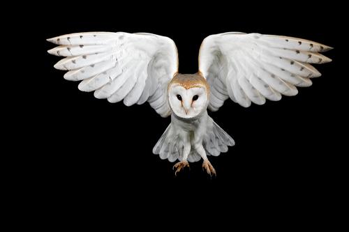 Barn Owl