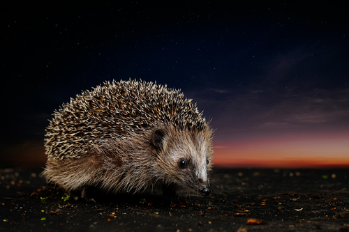 Hedgehog with nightsky