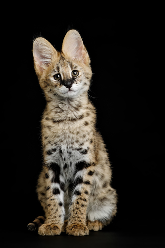 Serval 10 weeks old