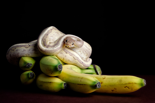 Let's go bananas