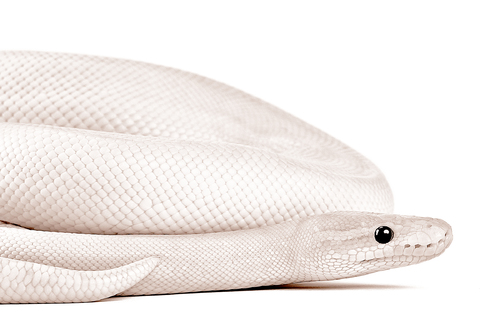 Python Regius Bamboo Highway