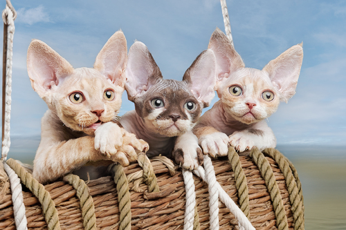 Three little kittens on a journey