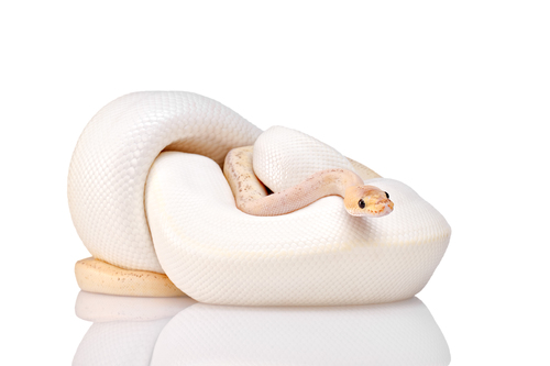 Two snakes
