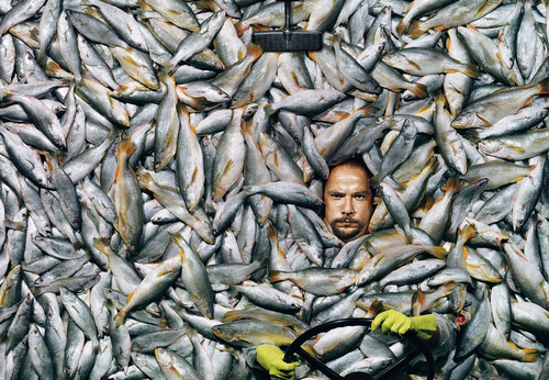 Fish