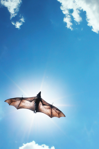 Pteropus Vampyrus