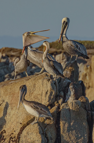 Pelican Roost