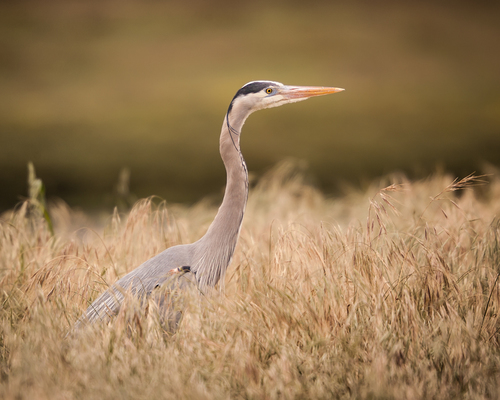 Elegance of Great Blue Heron...