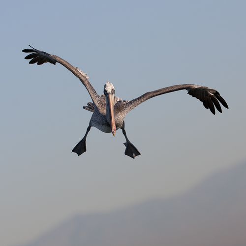 Kocan-Marek_Pelican