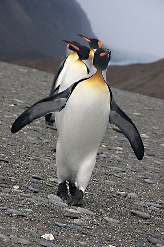 Penguin Parade